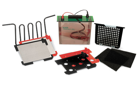 Trans-Blot&reg; �D(zhu��n)ӡ��